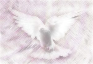 illuminated dove