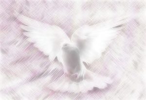 illuminated dove