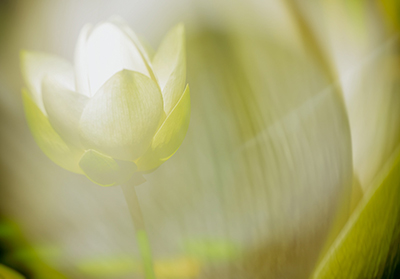 glowing lotus flower