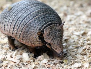 armadillo