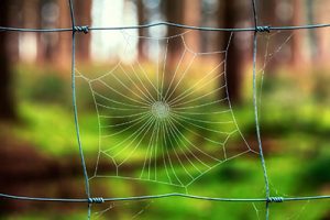 spider web