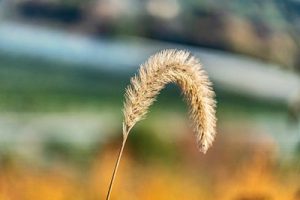 bent-over stalk of wheat