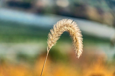 bent-over stalk of wheat