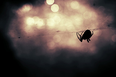 spider on web