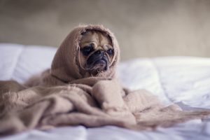 sad-looking pug wrapped in a blanket