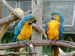 two parrots looking at each other