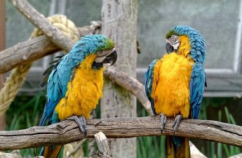 two parrots looking at each other