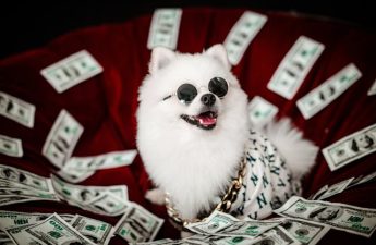 small dog wearing sunglasses on a bed of paper money