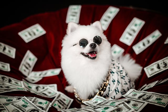 small dog wearing sunglasses on a bed of paper money